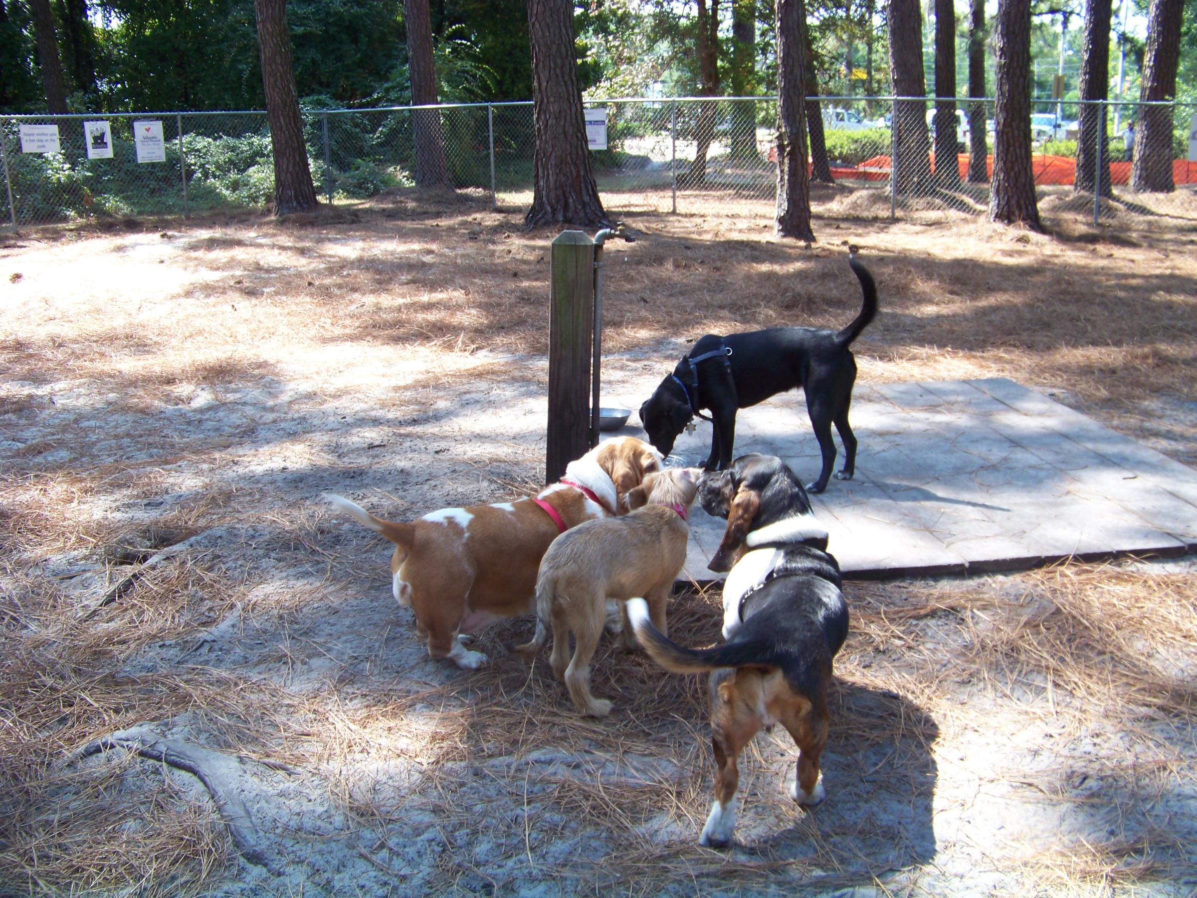 Pet Friendly Dog Park at Empie Park