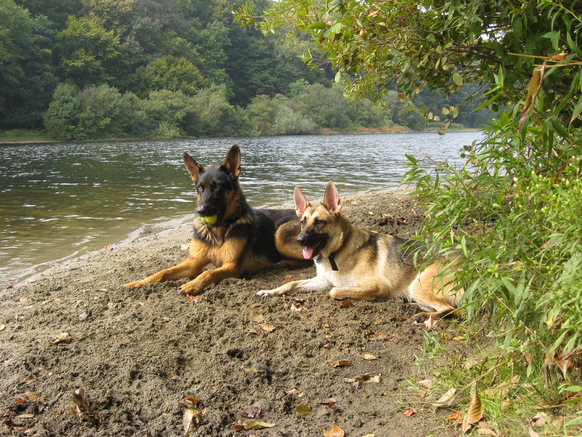 Pet Friendly The Cascades at Lake Mohegan