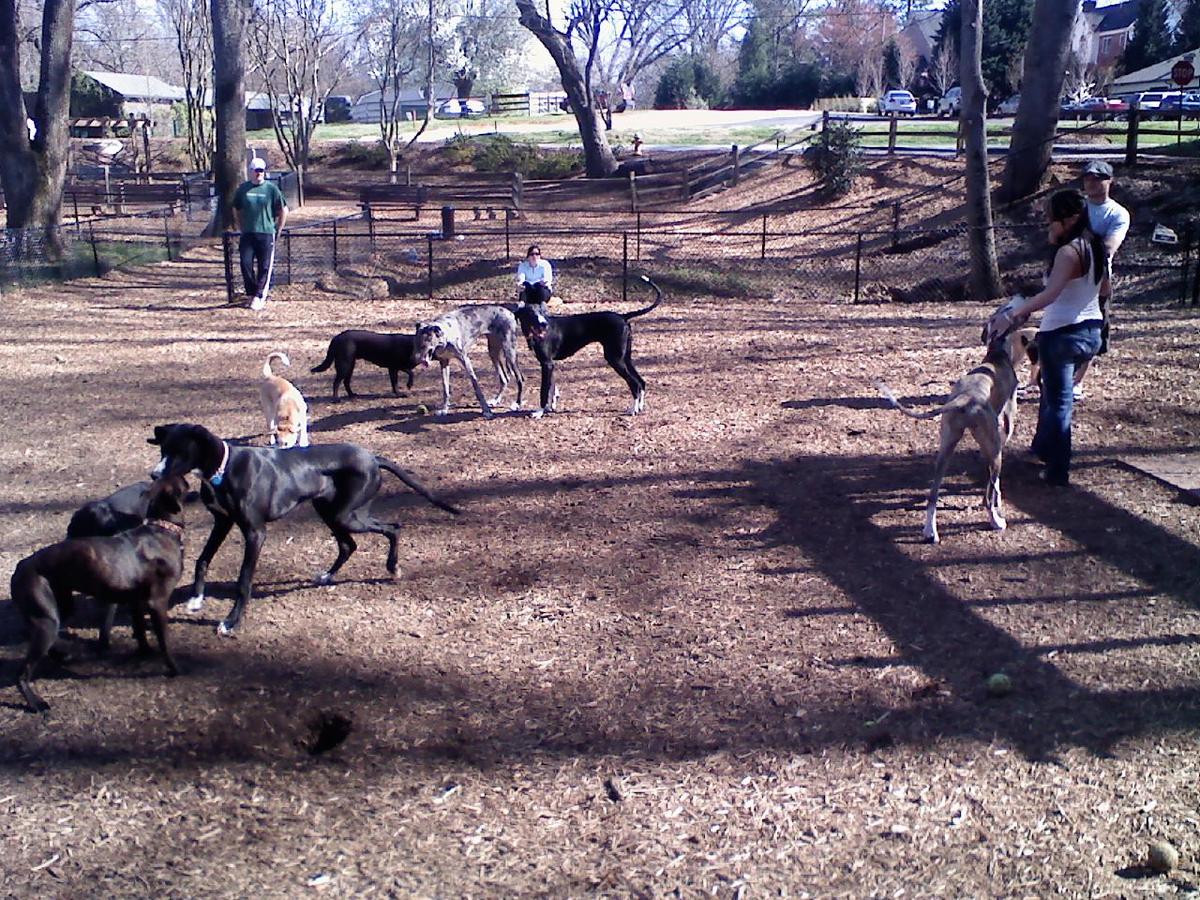 Dog Friendly Greenville, SC