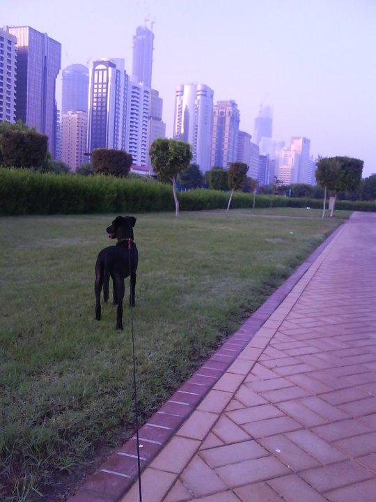 can you bring dogs to abu dhabi