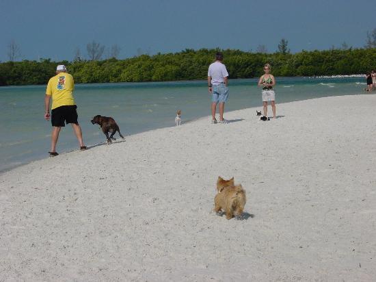 are dogs allowed at barefoot beach