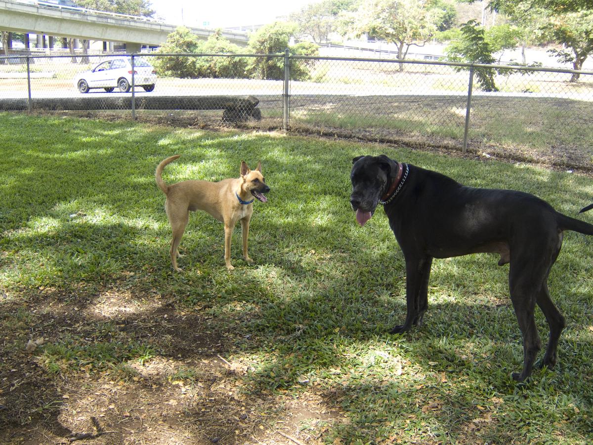are dogs allowed at moanalua gardens