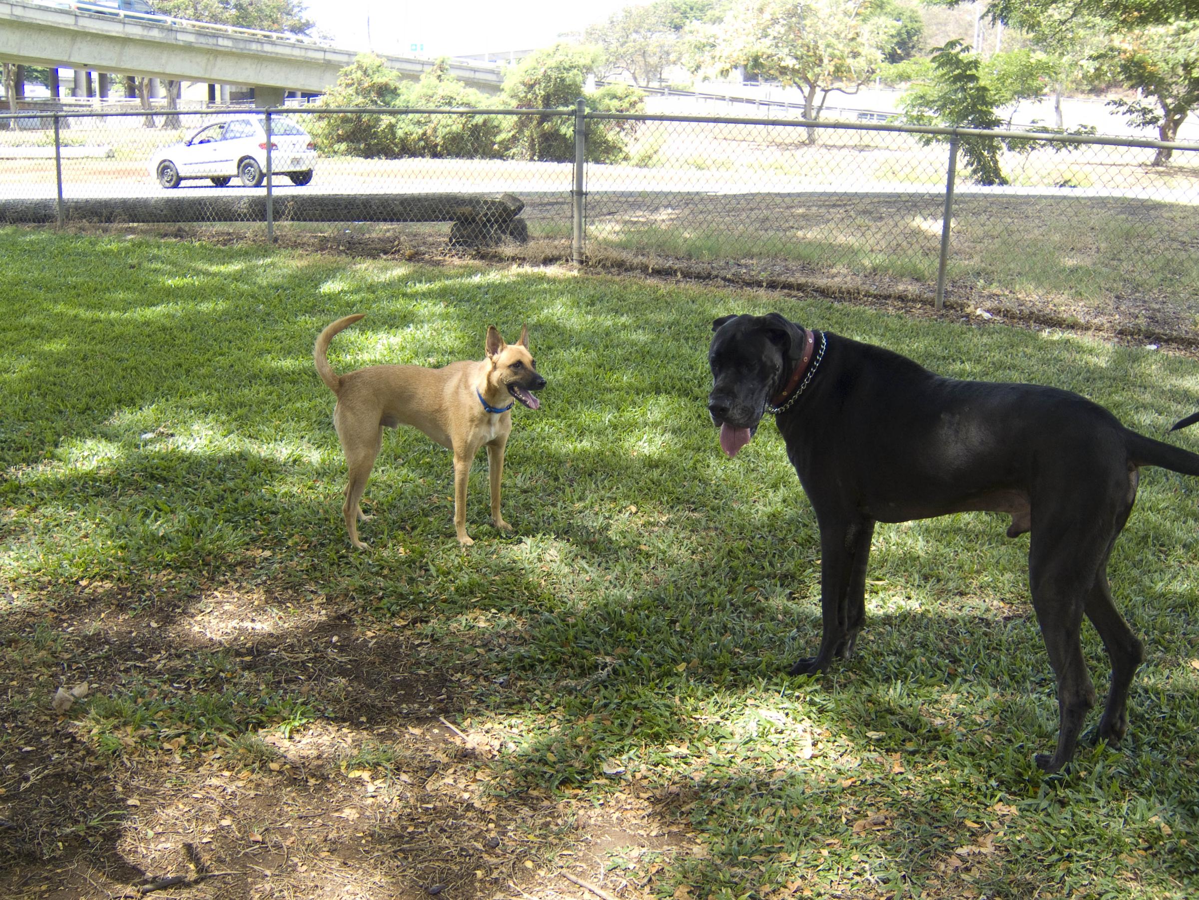 Pet Friendly Dog Park at Moanalua Community Park