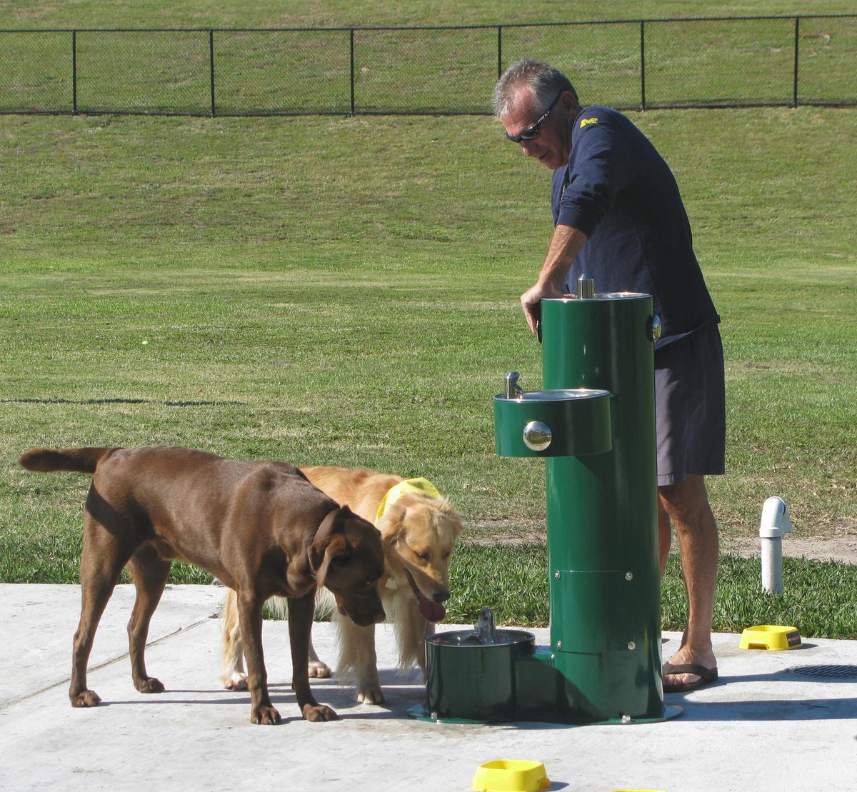 are dogs allowed at haulover beach