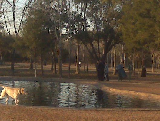 Off Leash Dog Parks In Houston Tx Bringfido