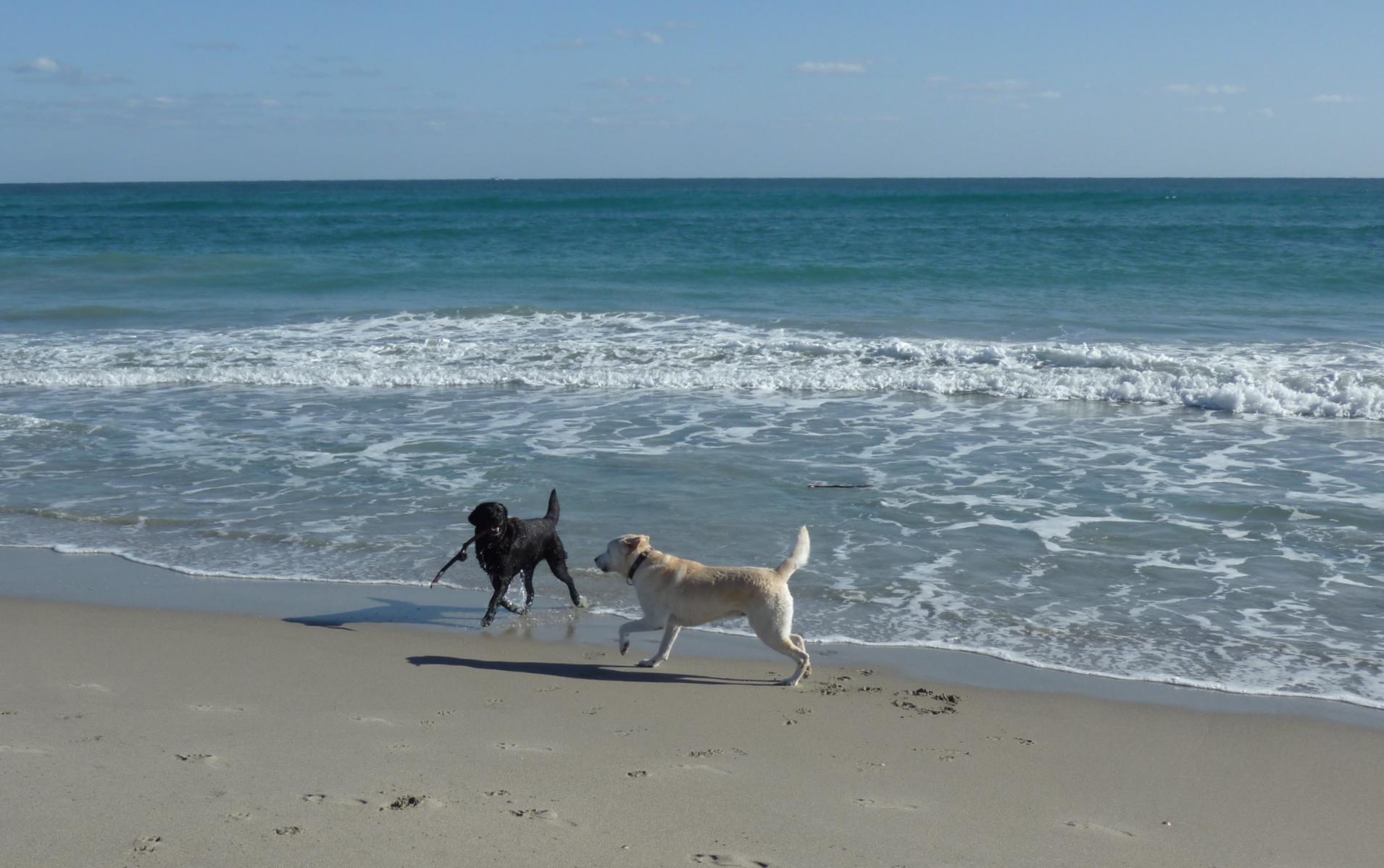 what beaches in south florida allow dogs