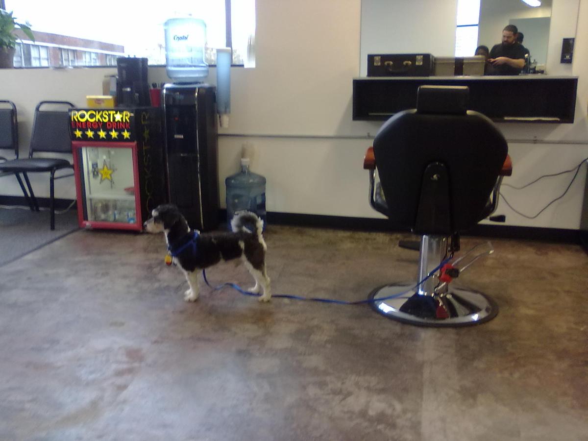 Dog Friendly WA BringFido