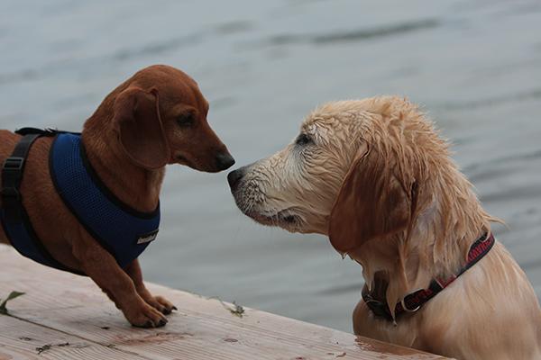 Dog Friendly Lake Geneva, WI - Bring Fido