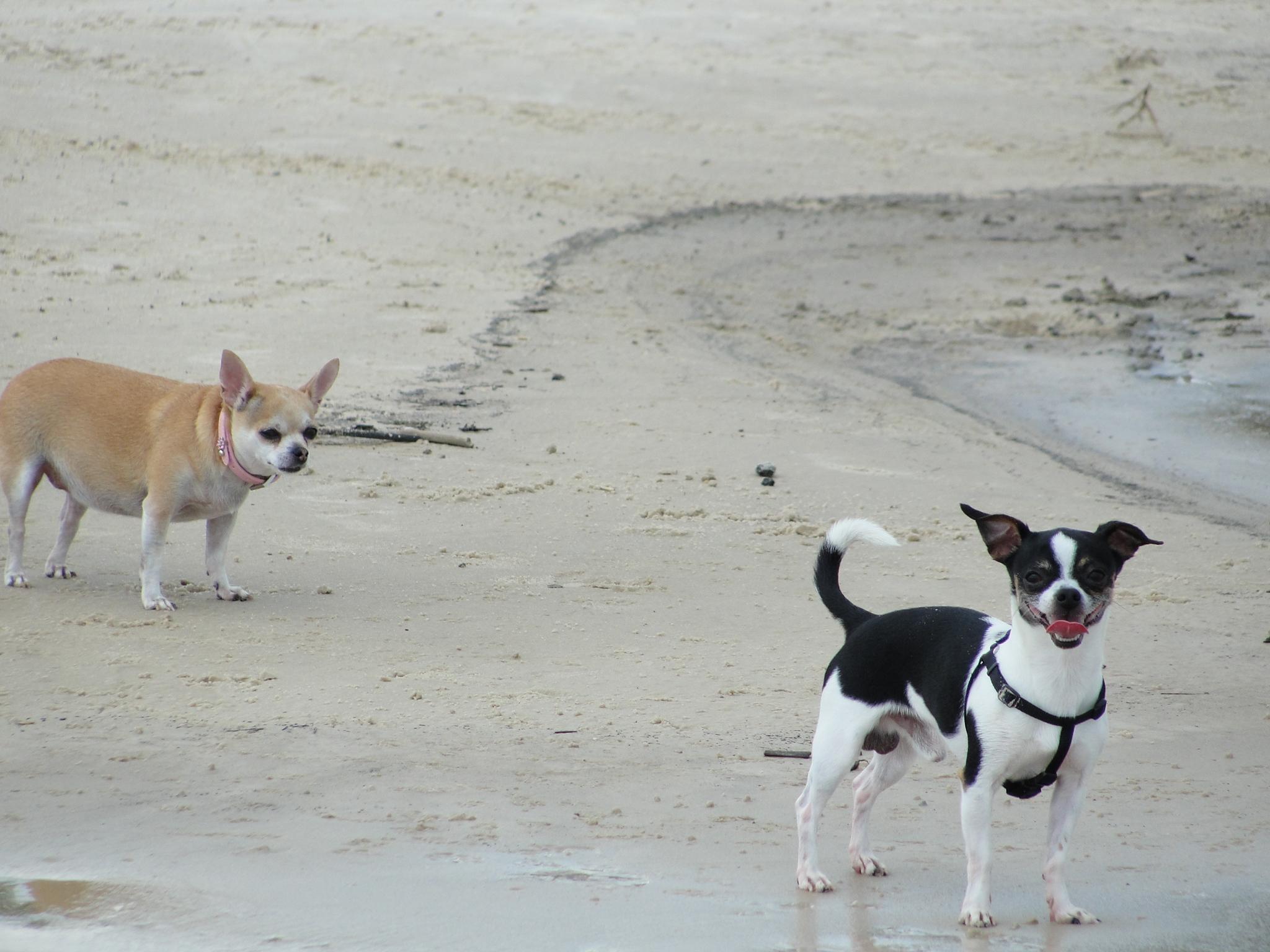 Dog Friendly Beaches in Mississippi - BringFido