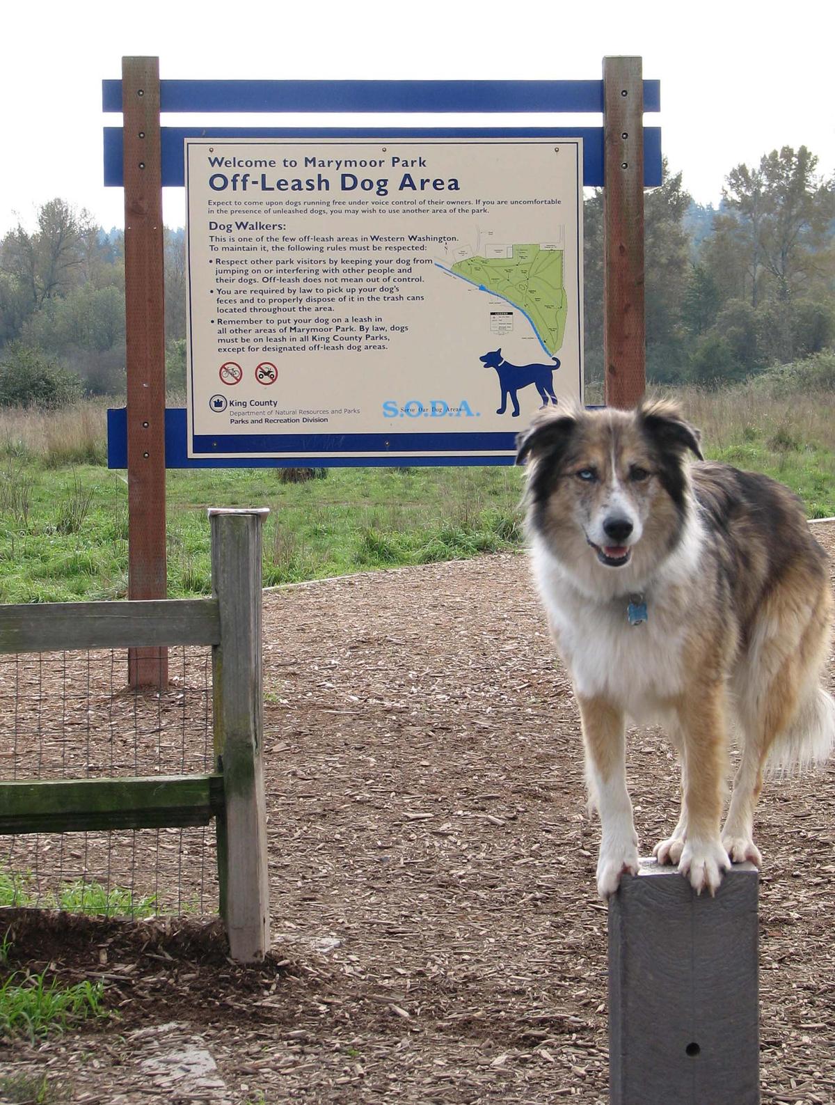 off leash areas near me