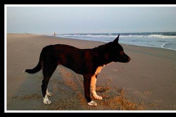 Guide To A Dog Friendly Durham Restaurants Dog Parks Hiking Trails And More Best Of The Bull