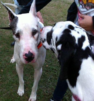 craigslist great danes