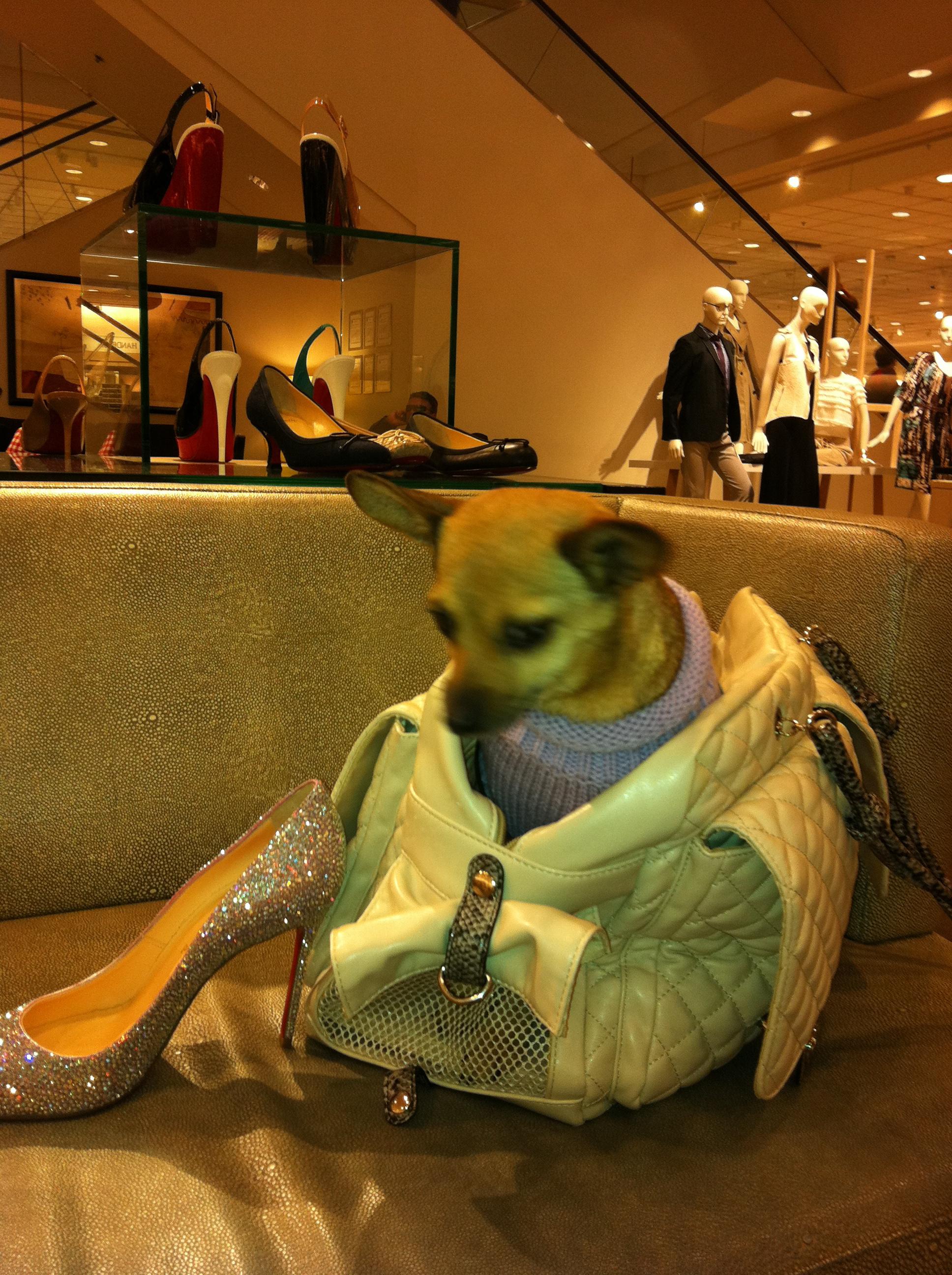 are dogs allowed inside nordstrom rack