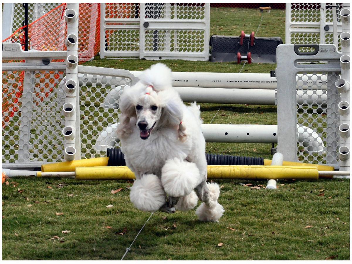 Greenwich Kennel Club, Inc. AKC AllBreed Dog Show, Obedience & Rally