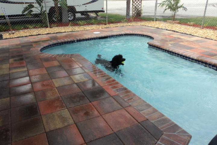 Pet Friendly Off Lead Dog Pool
