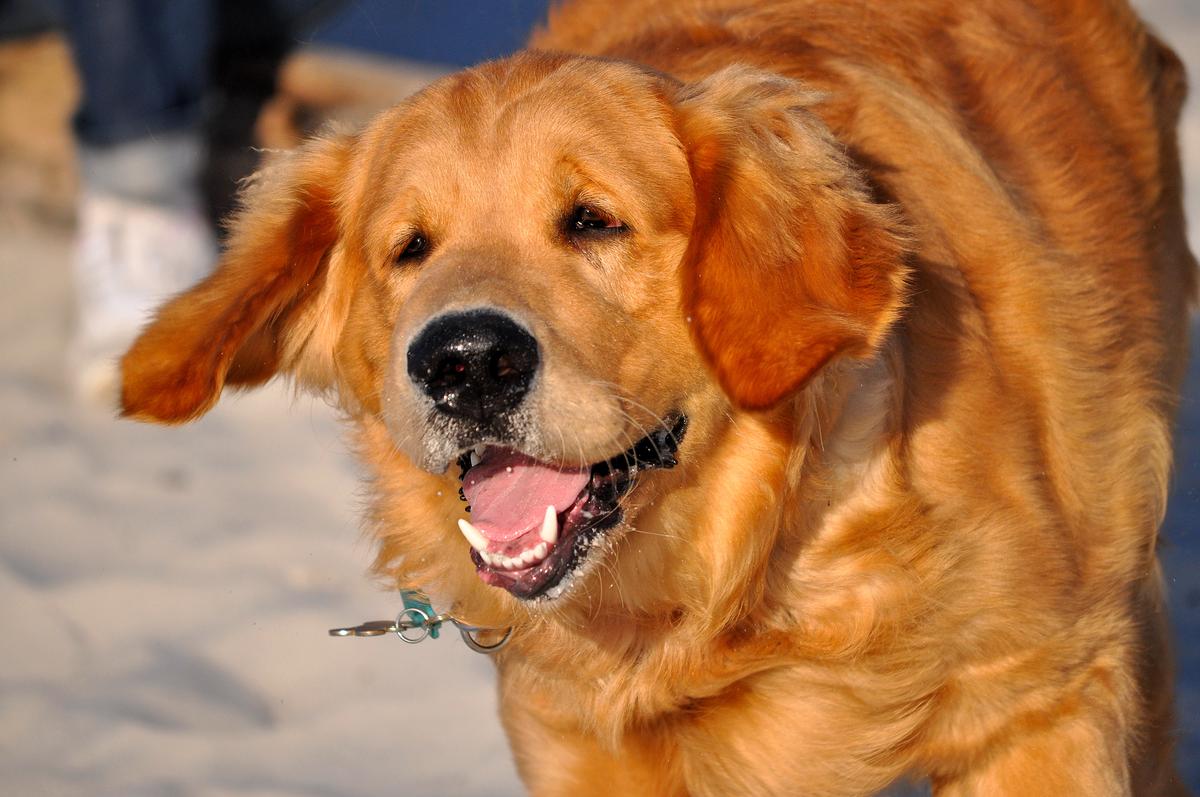 Cesar - Carmel Resort Inn's Golden Retriever