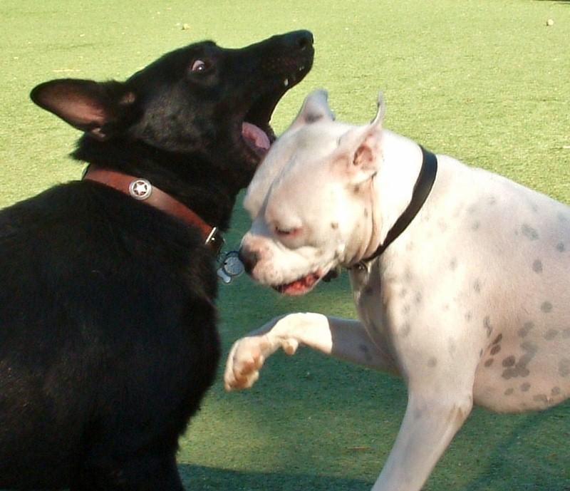 OffLeash Dog Parks in San Jose, CA BringFido