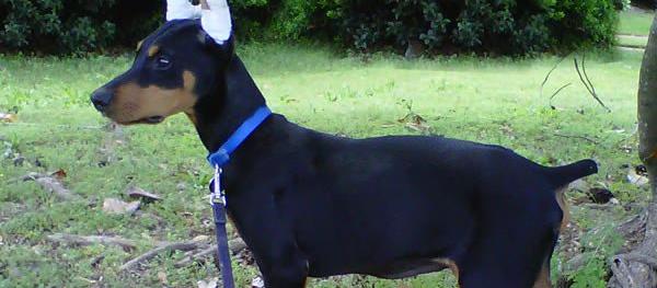 Dog Friendly Alabama Bringfido