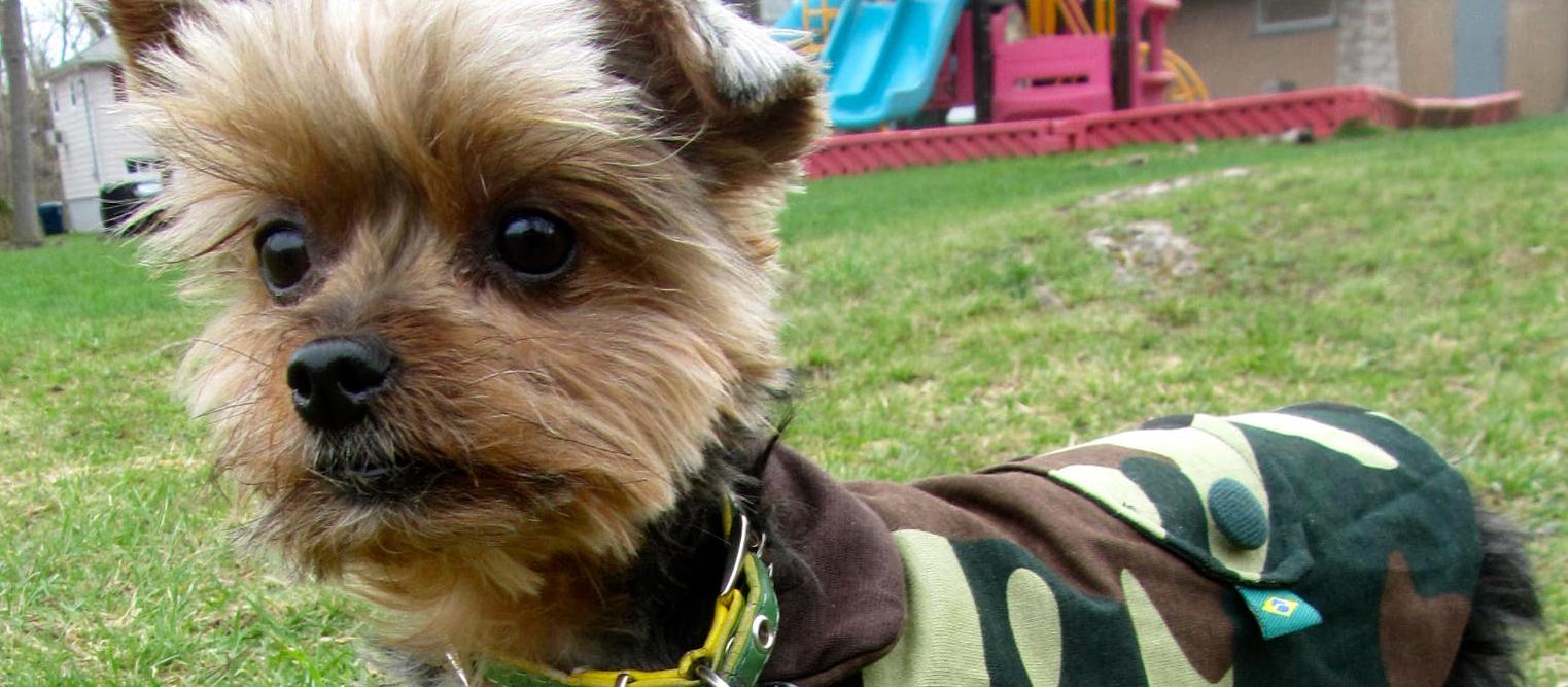 Dog Friendly Hackensack, NJ