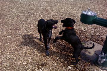 Off Leash Dog Parks In Springfield Il Bringfido