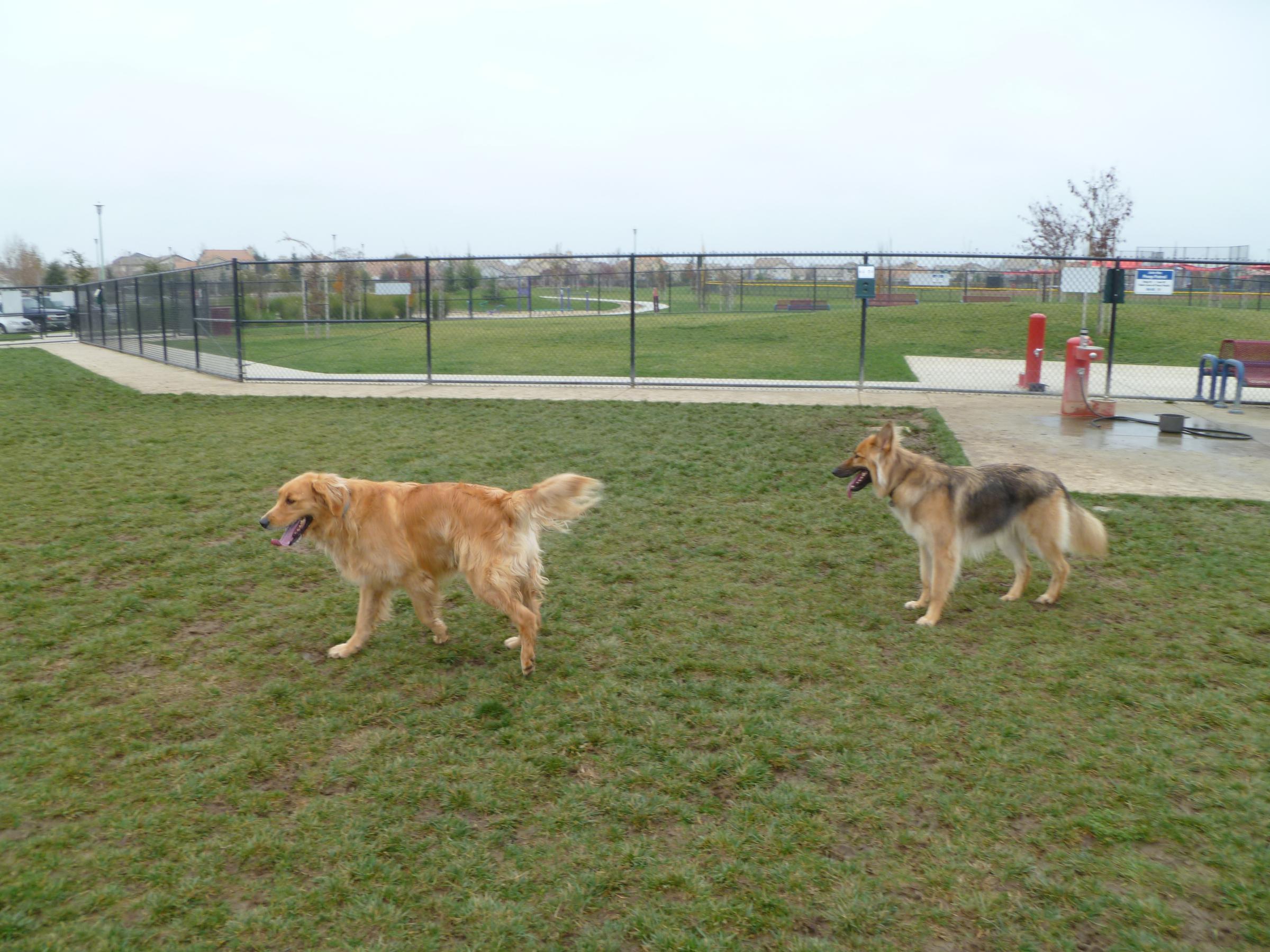 Pet Friendly Morse Community Dog Park
