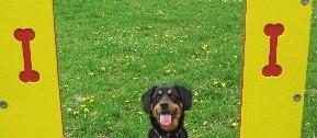 Mitten Mutts Pet Care Pet Sitter Kalamazoo Michigan