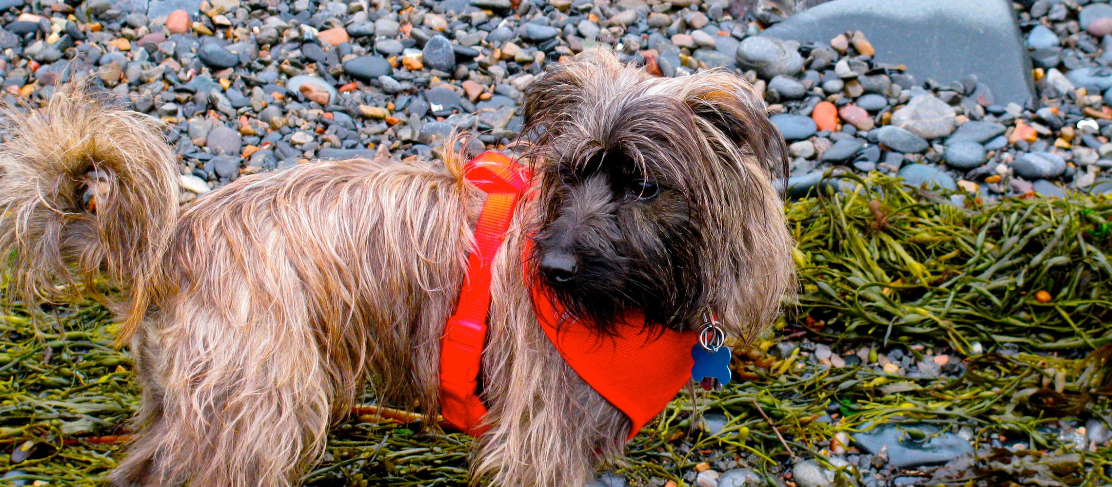 Dog Friendly Campobello Island, NB