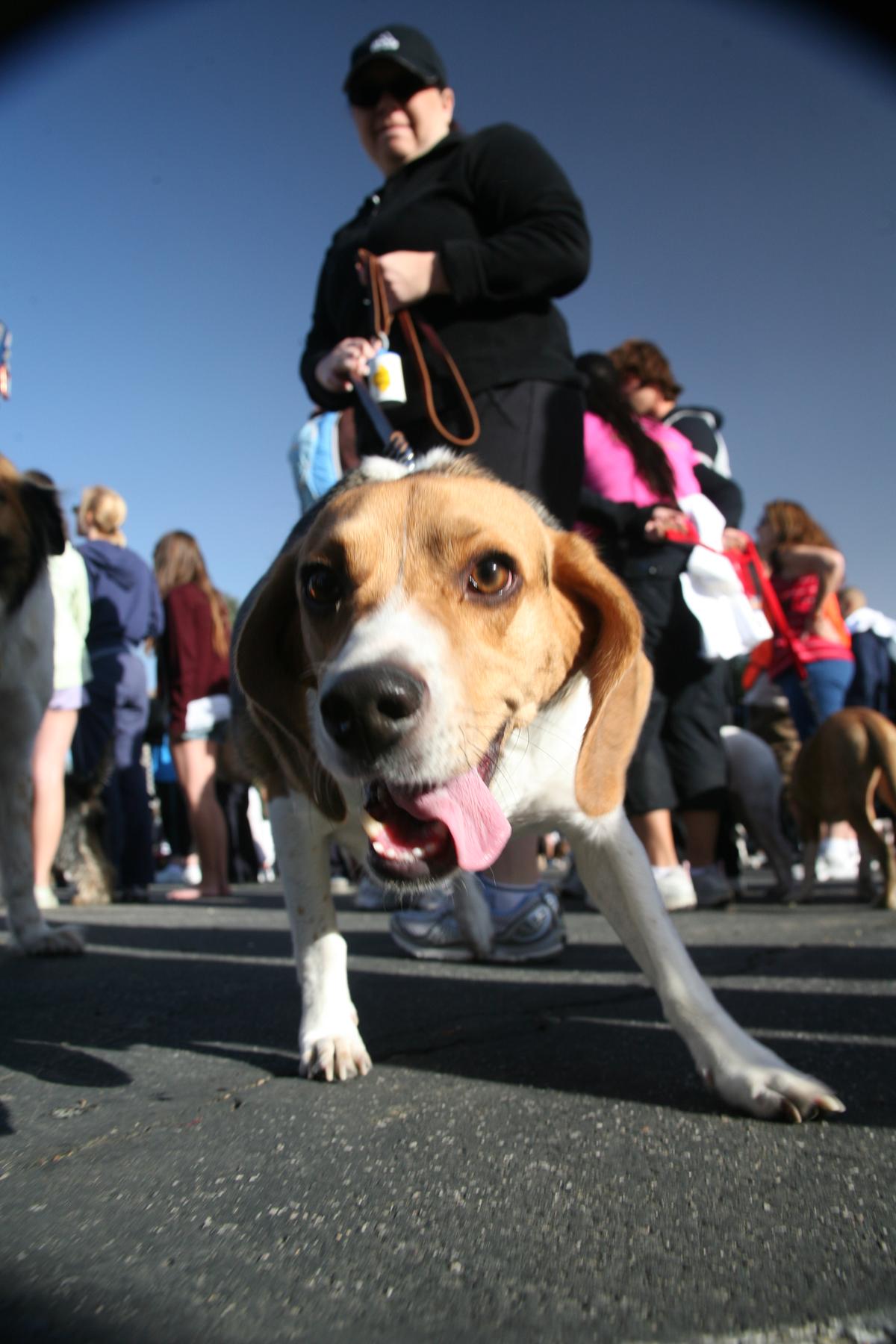 Nuts for Mutts the Walk + Dog Show
