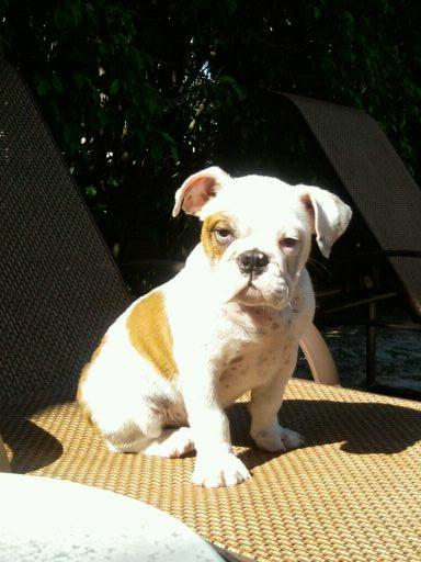ROCKY THE MODEL