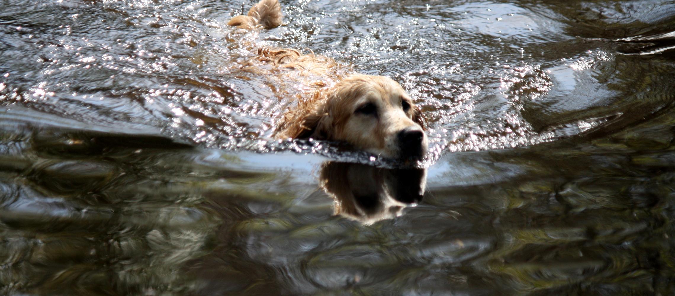 This is one of the locations that dogs may enjoy swimming in. This is one of the locations that dogs may enjoy swimming in.