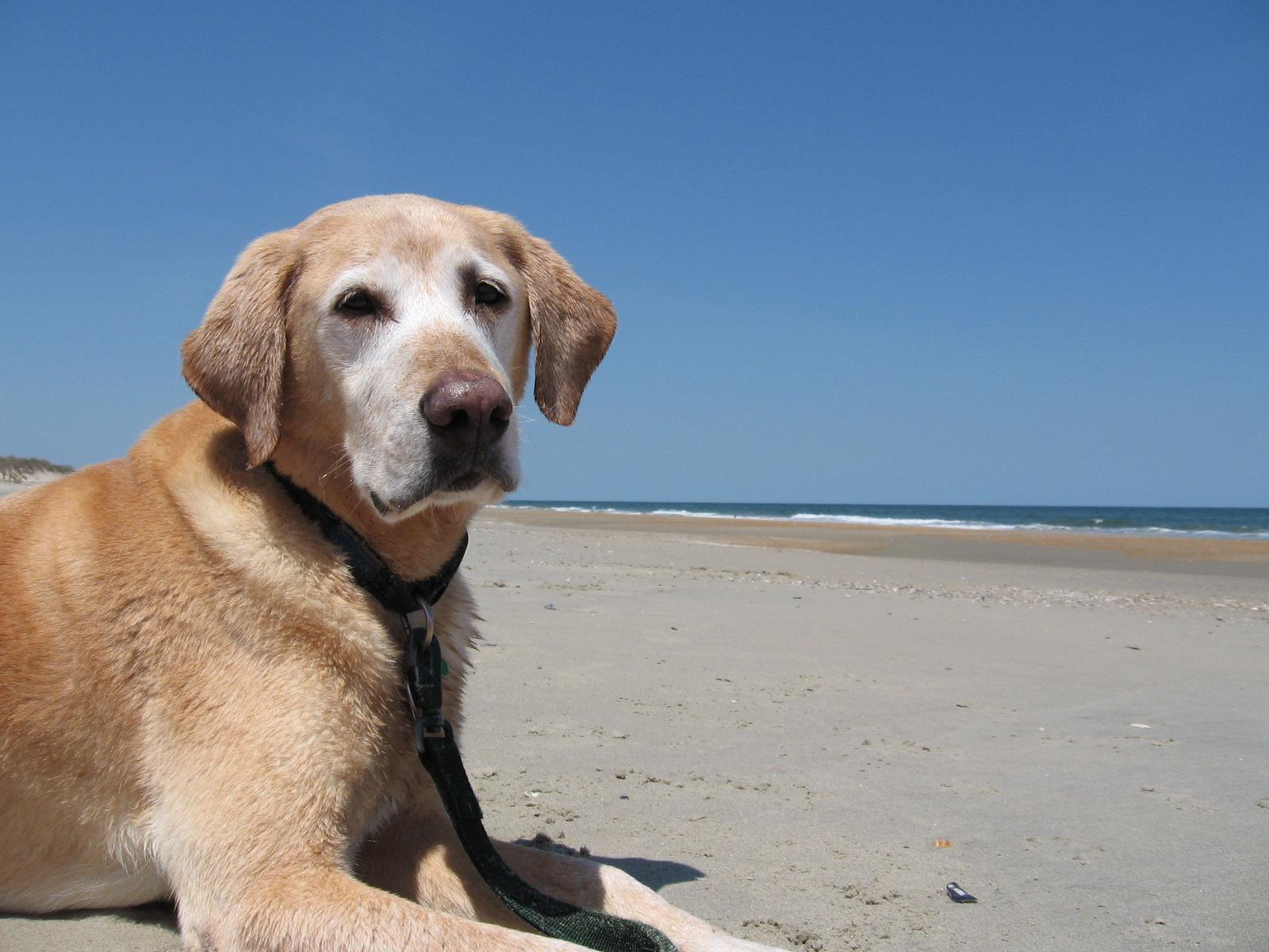 Dog Friendly Activities In Virginia Beach Va Bringfido