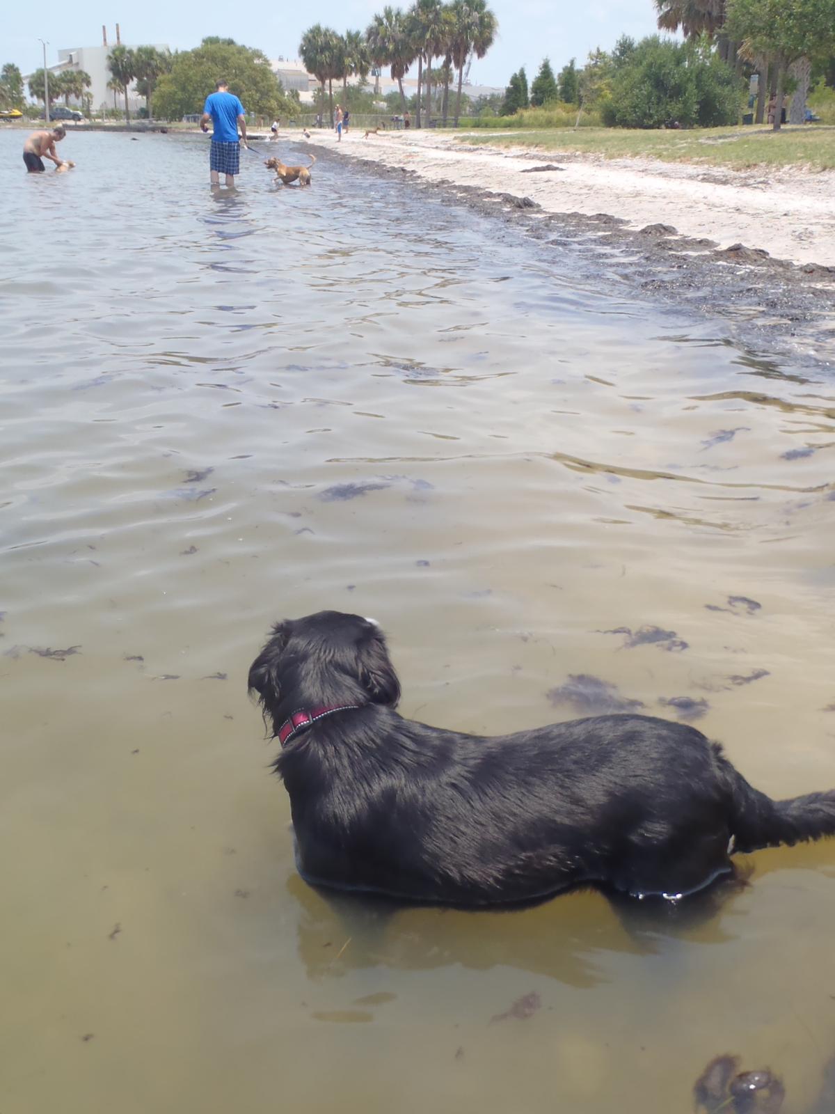 Picnic Island Beach Dog Park