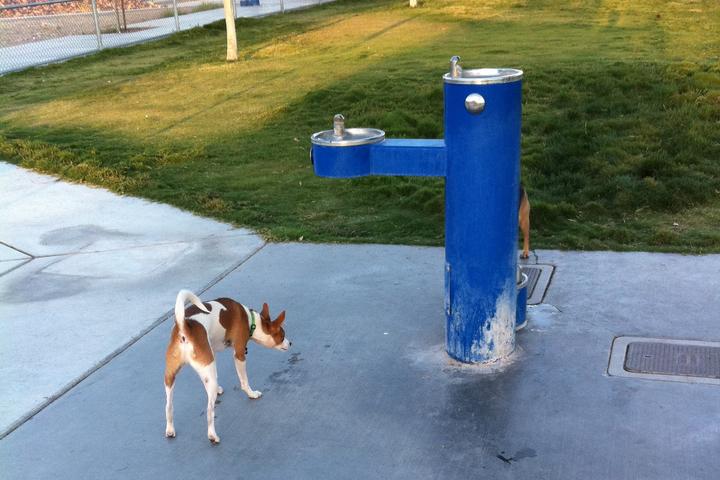 Pet Friendly Barkin' Basin Dog Park at Wayne Bunker Park