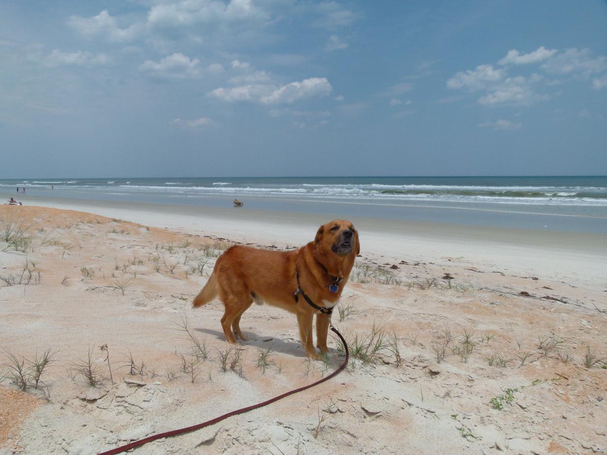 where are dogs allowed on flagler beach