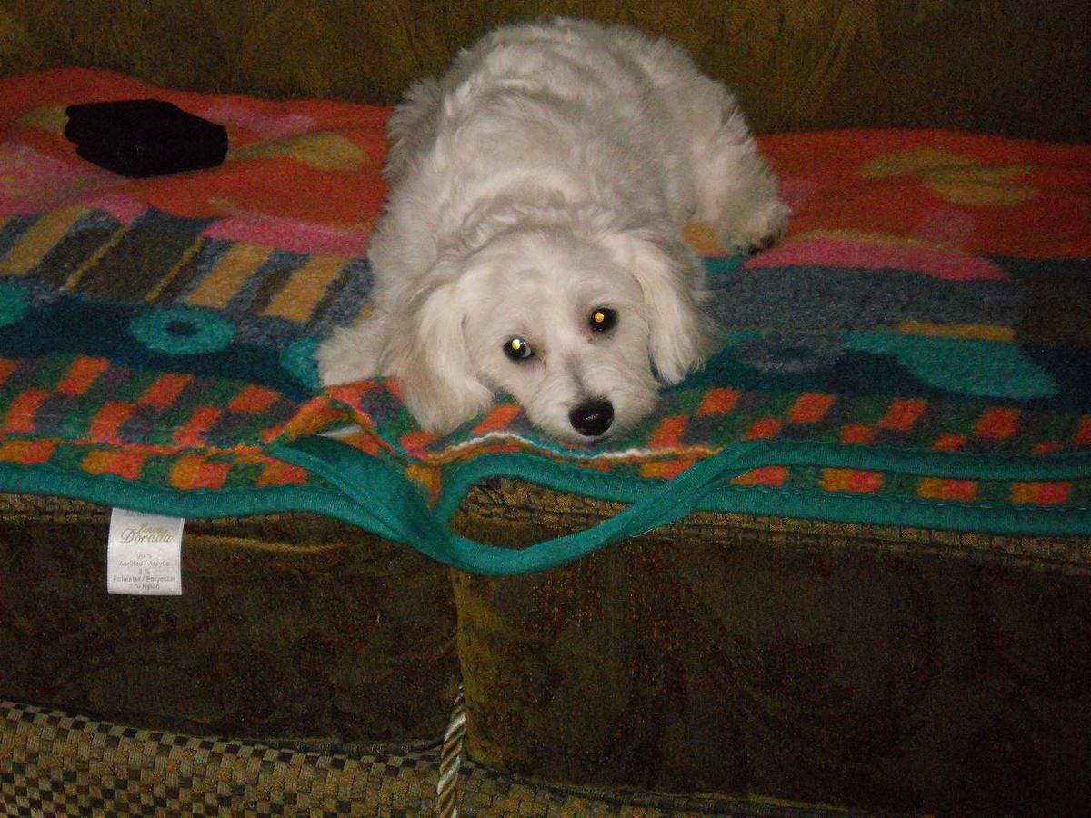 Lazy Puppy