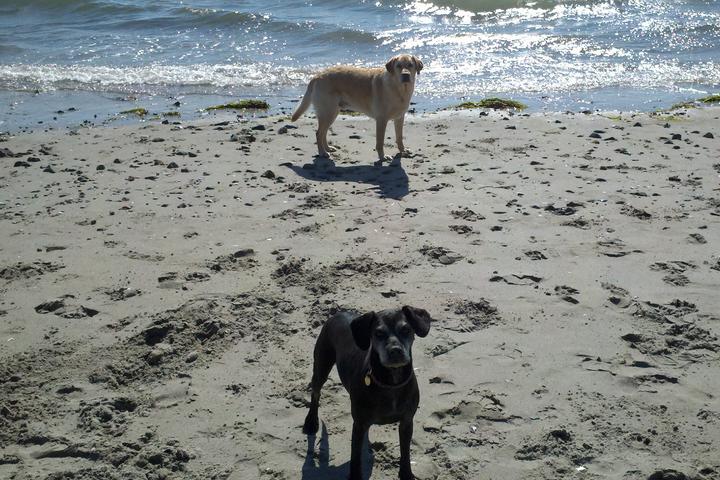 Pet Friendly Nahant Dog Beach