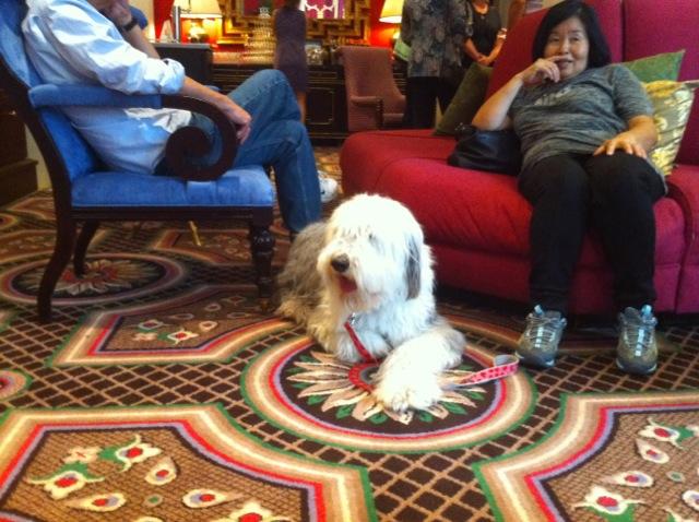 are dogs allowed at pdx to meet arriving passengers