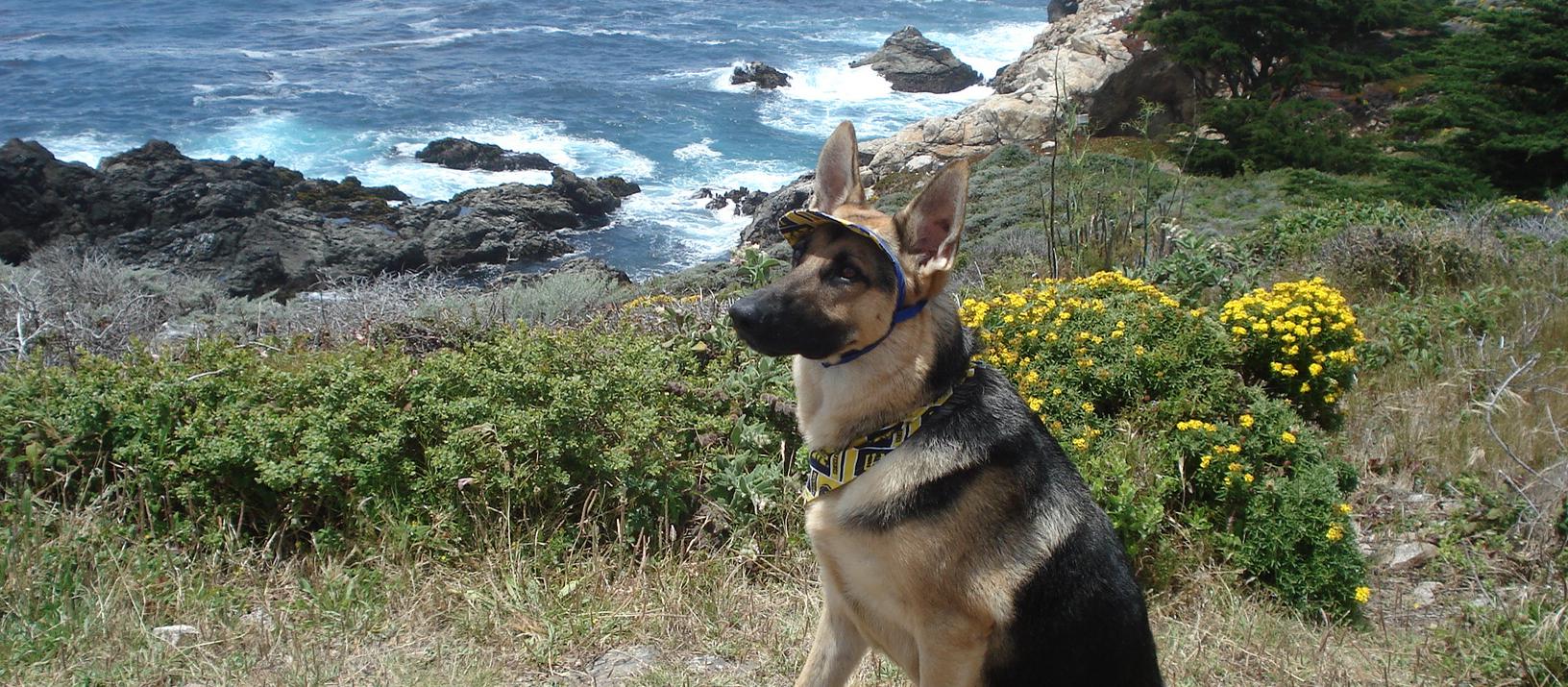 Dog Friendly Guadalupe, CA