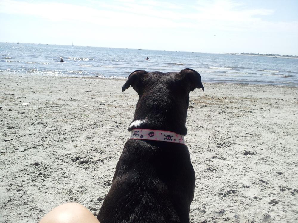 is higbee beach dog friendly