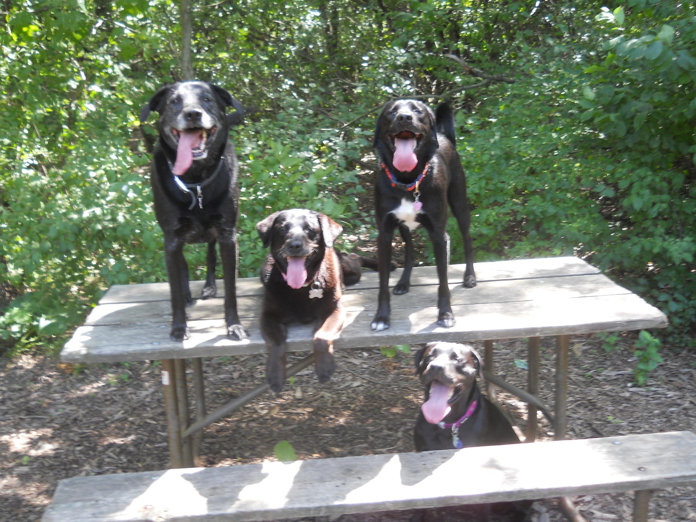 Pet Friendly Lakewood Dog Park