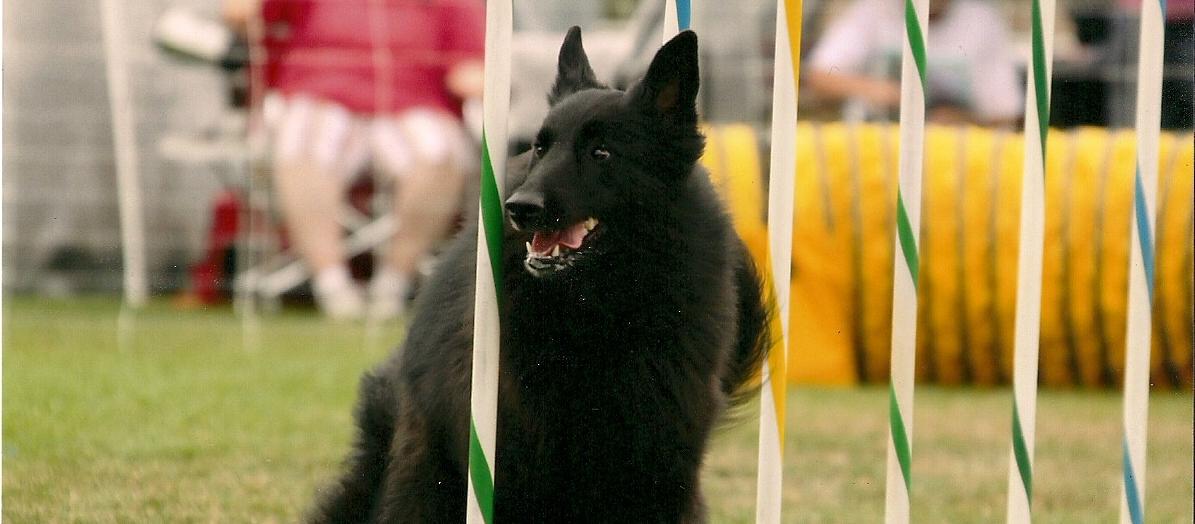 Khruiz doing weave poles at a NADAC agility trial Khruiz doing weave poles at a NADAC agility trial