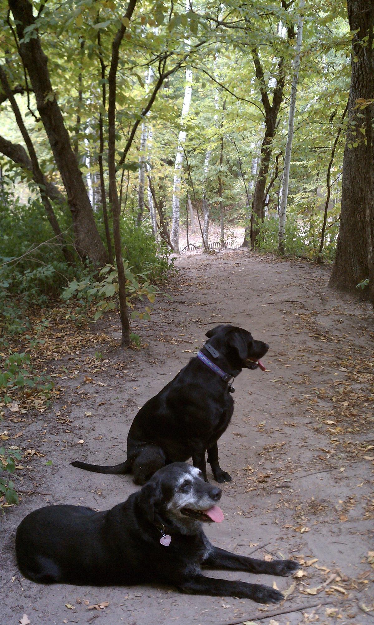 Bloomington off leash dog park Clearance