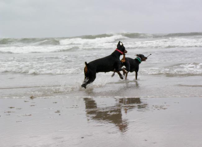 Old Orchard Beach Dog Rules: A Complete Guide for Pet Owners