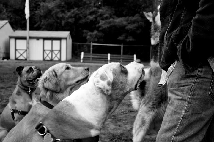 Pet Friendly Pawtucket Dog Park