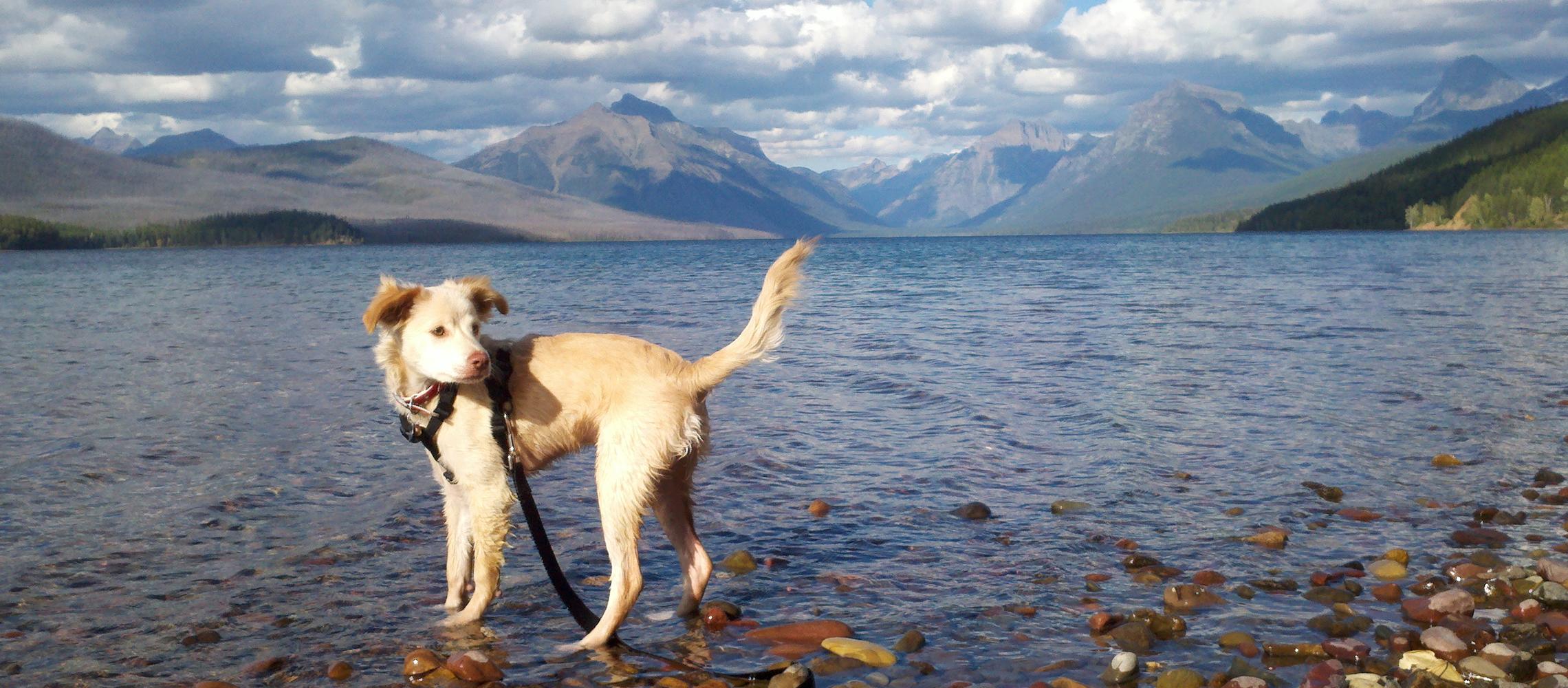 Dog Friendly West Glacier, MT