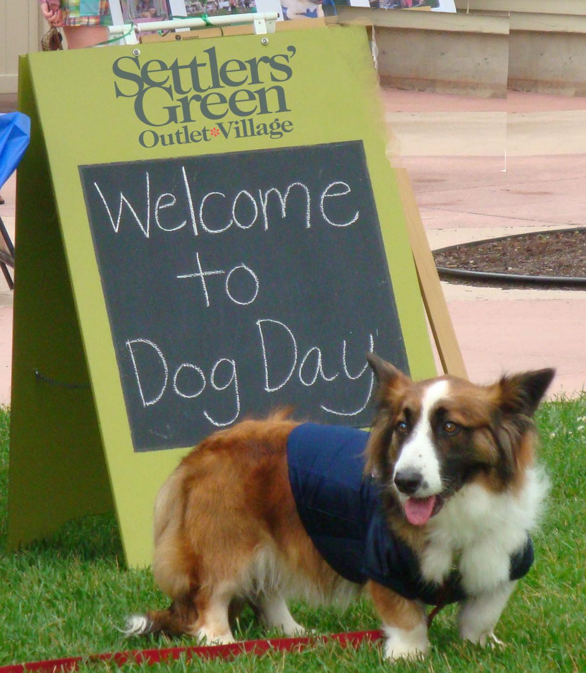 Dog Friendly Shopping In North Conway Nh Bringfido
