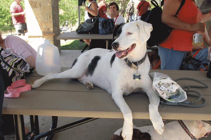 Off Leash Dog Parks in Frisco TX BringFido