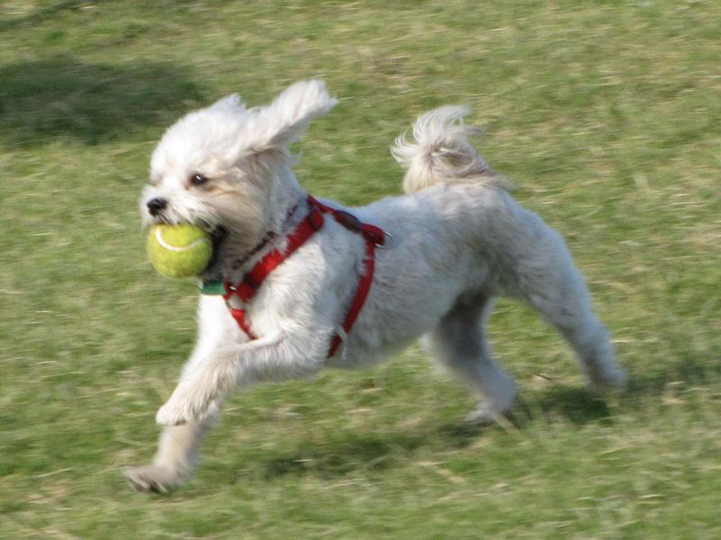 Ruff Range Dog ParkFrisco