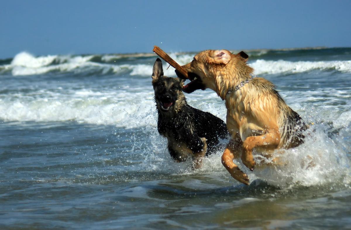 Dog Friendly Atlantic Beach Nc Bring Fido