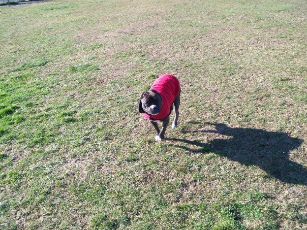 are dogs allowed on beach in barnegat light